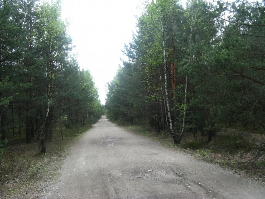 Leśna autostrada