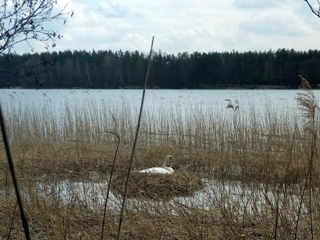 Łabędź w gawrze