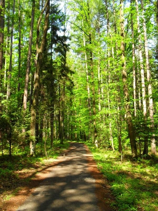 Na początku przez Las Cygański