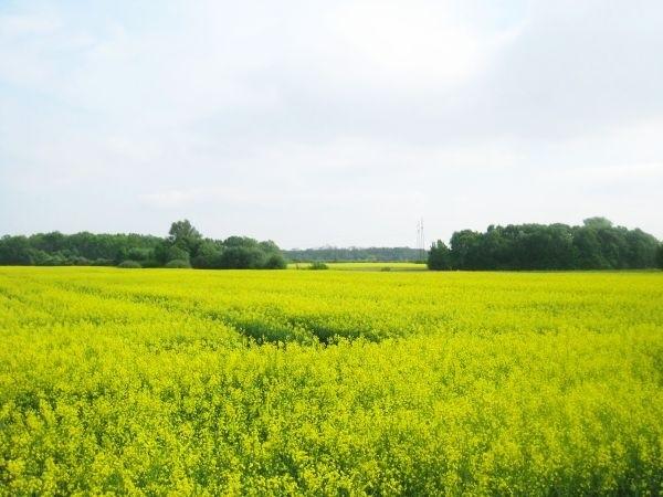 Brwinów