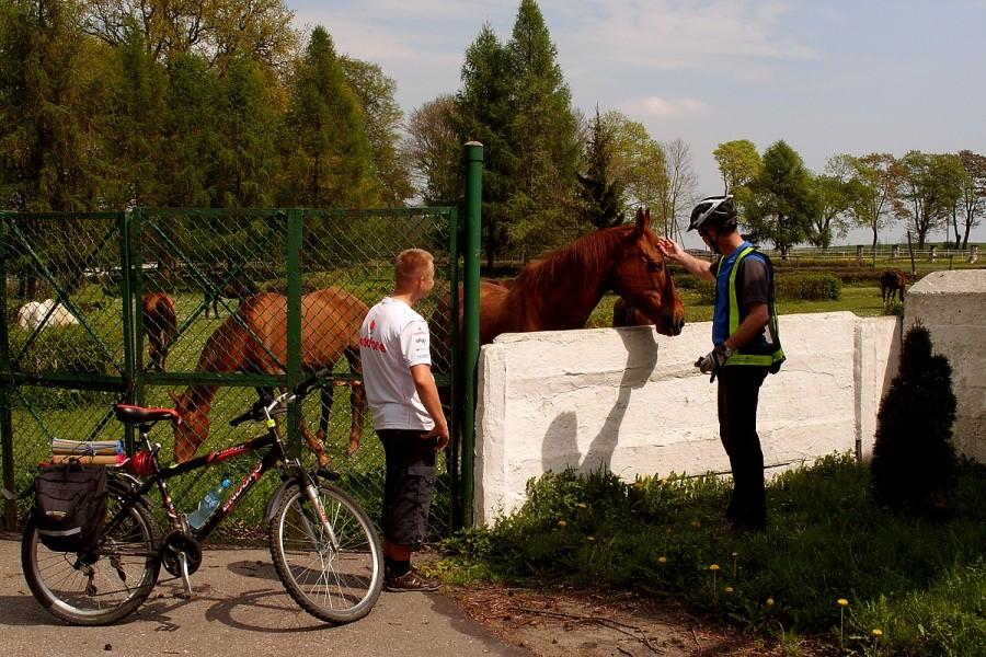 Stadnina koni w Bolesławowie.