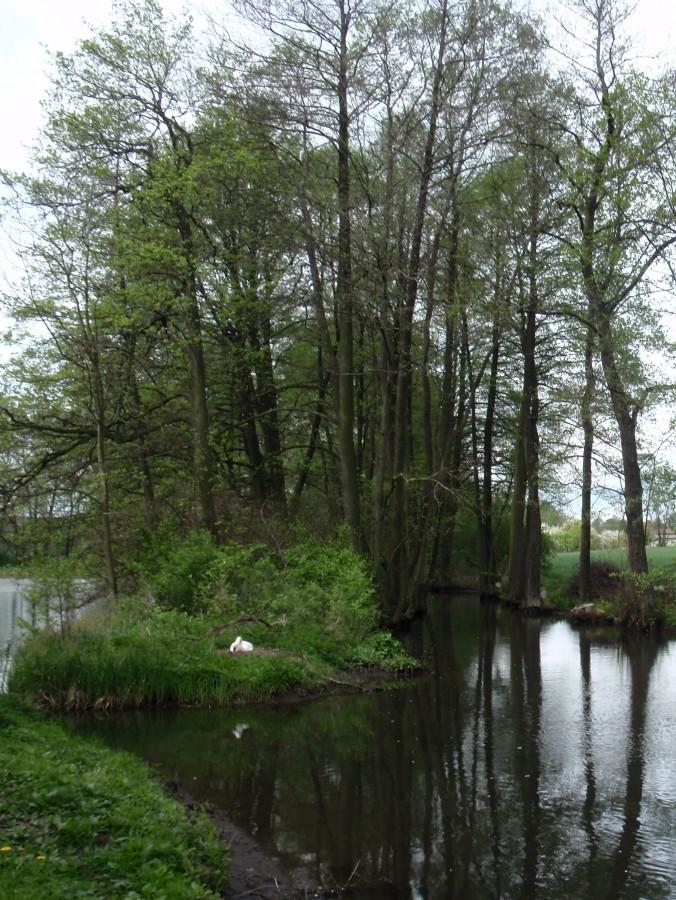 Łabędzica na gnieździe