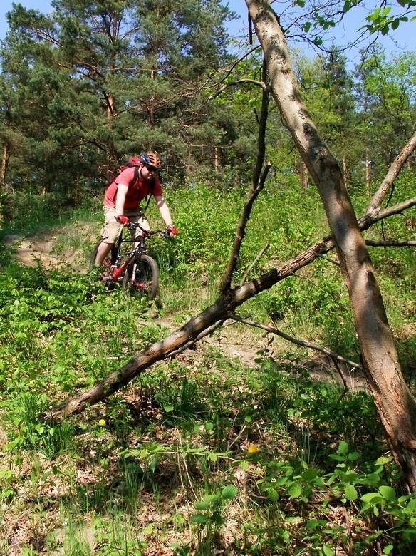M. na żółtym szlaku w pobliżu Tlenia