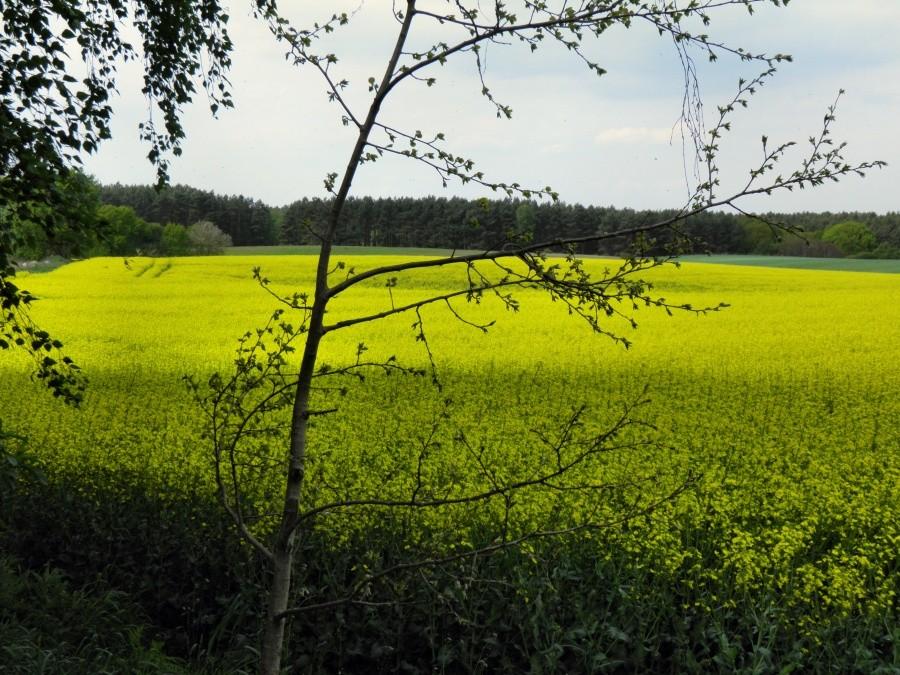 Jeszcze jeden rzut okiem na kwitnący rzepak, tym razem pod Blankensee.