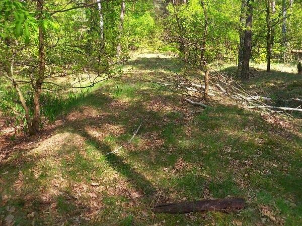 Nasyp dawnej wąskotorówki kursującej na terenie puszczy (nawet zachował się fragment podkładu)