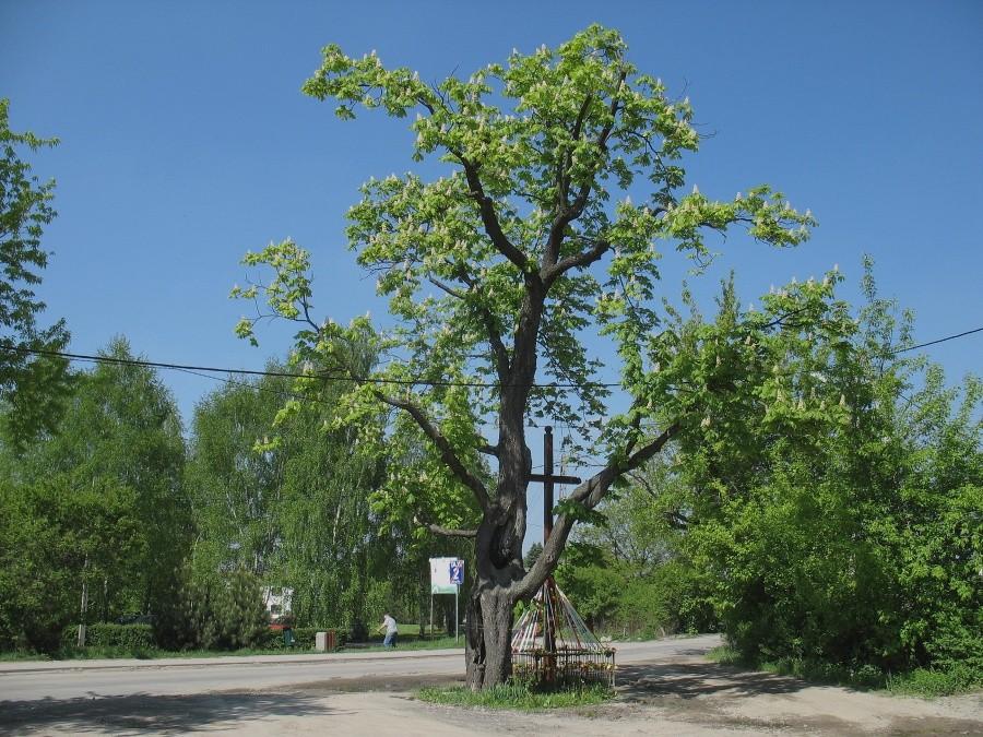 Krzyż pod kasztanowcem