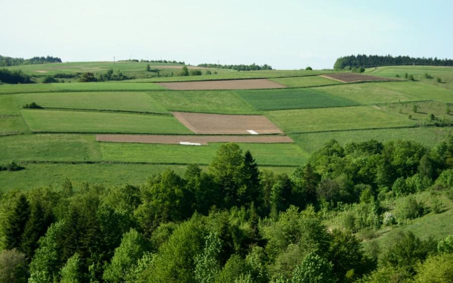 Pola koło Golcowej
