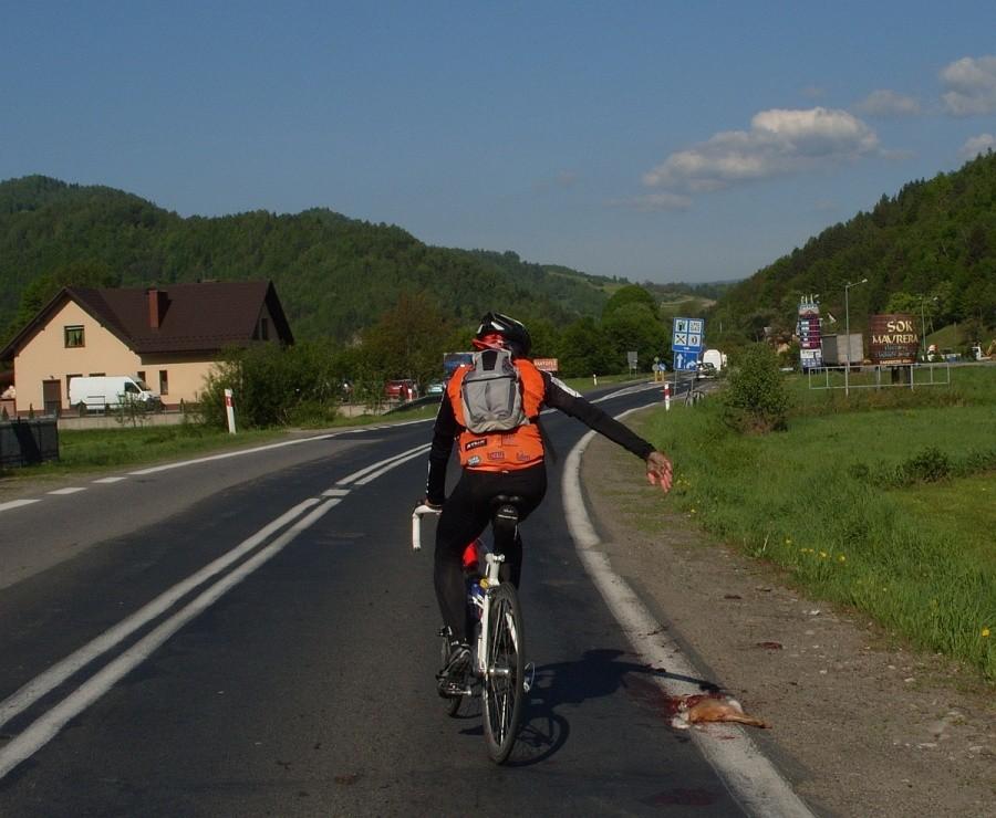 o! darmowy zając!