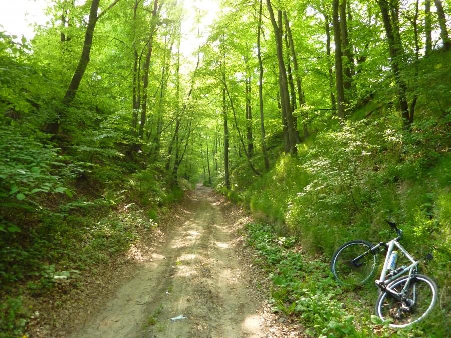 Skarpa wiślana i okoliczne wąwozy zapewniają optymalną dawkę MTB na metr kwadratowy
