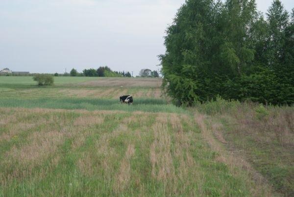 jeszcze jedna krowa