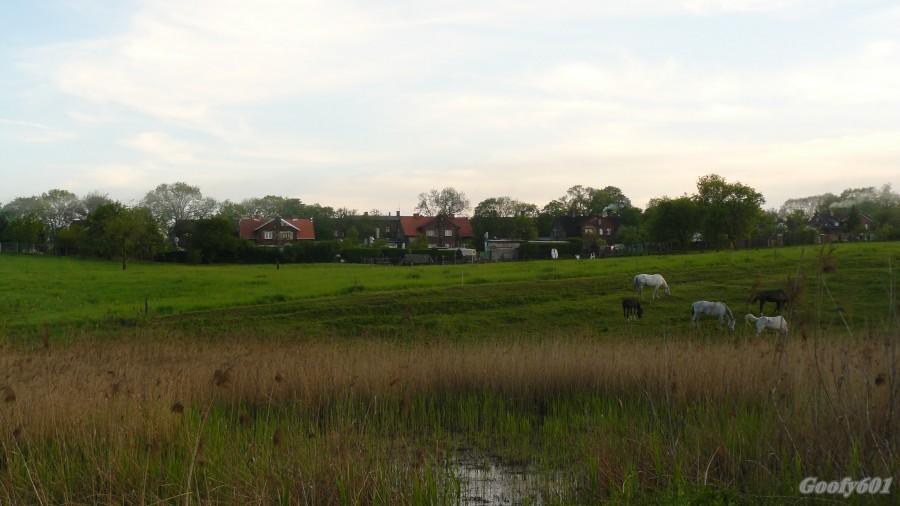 Widoczek - Ruda Śląska