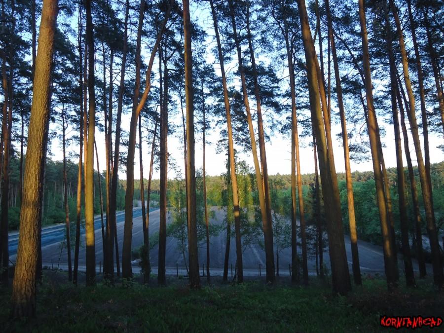 Widok z góry na szkółkę leśną