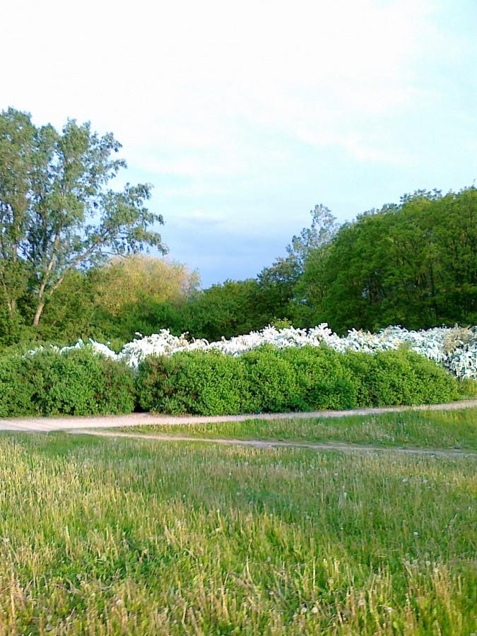 Park Moczydło