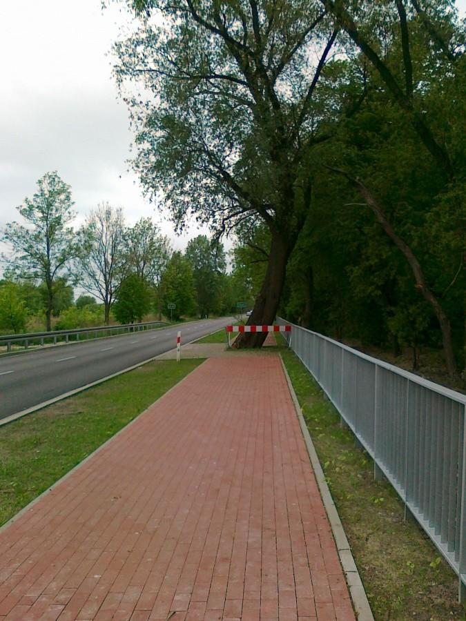Drzewo na mojej drodze