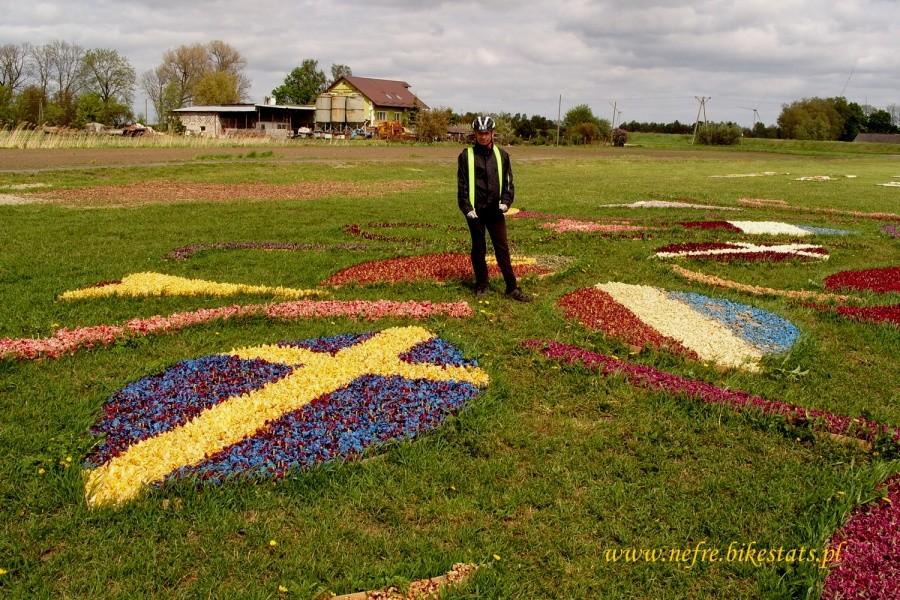 Flagi państw ułożone z tulipanów