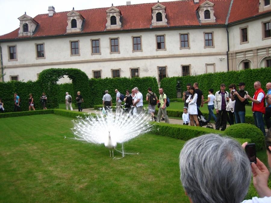 przechadzający się paw albinos w Ogrodach Wallensteina