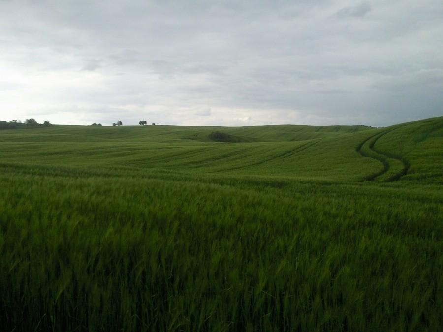 Niemiecka łąka