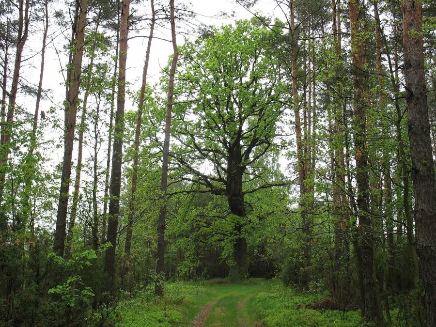 DyMnO 2012, na trasie między PK 5, a PK 4