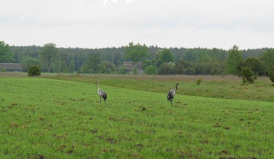 DyMnO 2012, między PK 4, a PK 5