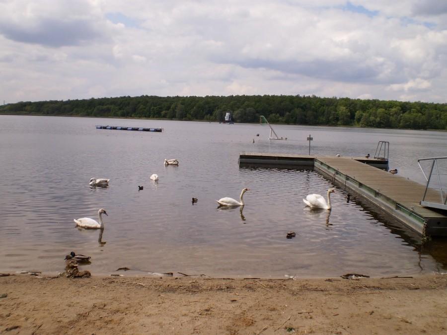 Jezioro Swarzędzkie
