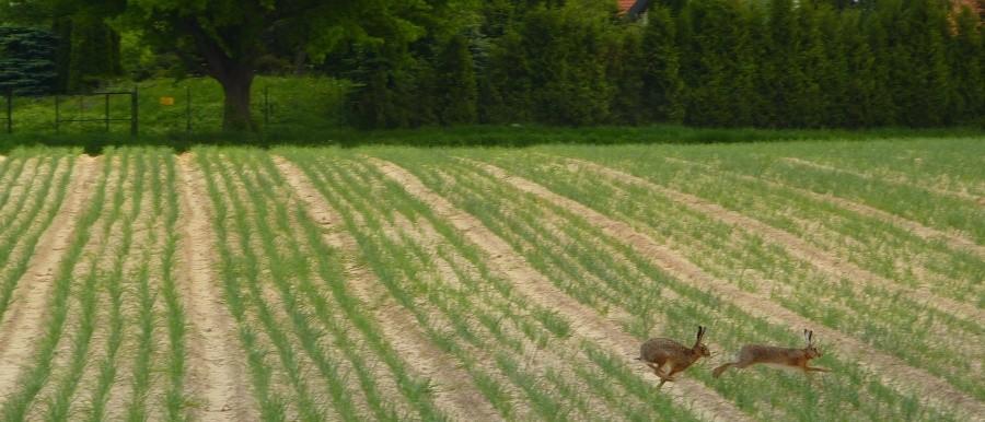 Zające na polu