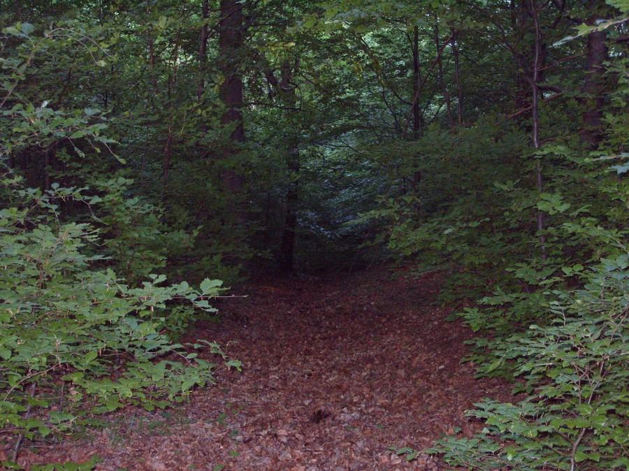 2 km dalej skończyło się wszystko, las zdawał się zamykać, ciemno a ja załapałem że nie mam pojęcia gdzie jestem. Koniec zdjęć i konsternacja;(.