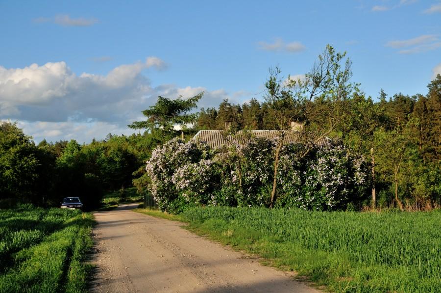 Leśniczówka nad jez. Żygowickim - cała w bzie