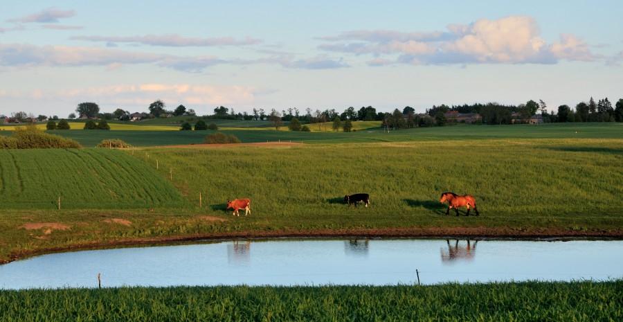 Zwierzęcy pochód - zając (po lewej), krowa, krowa i koń :-)