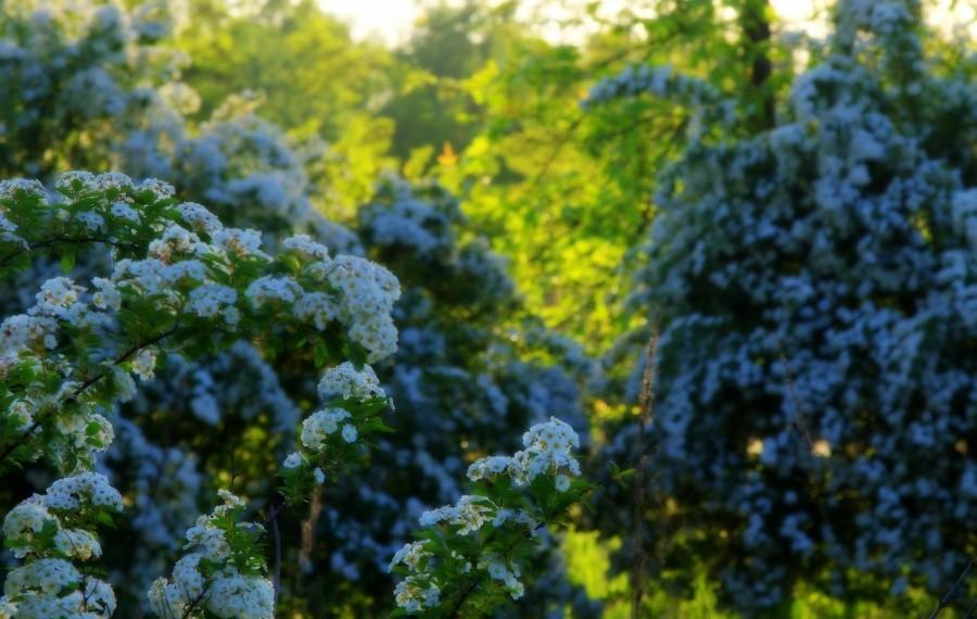 Pięknie tu