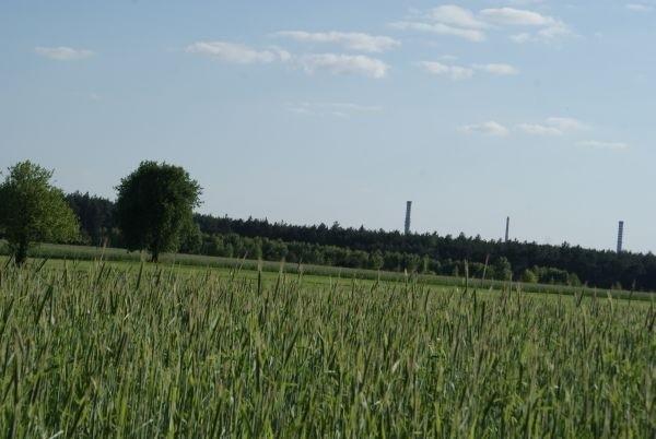 kłosy coraz większe