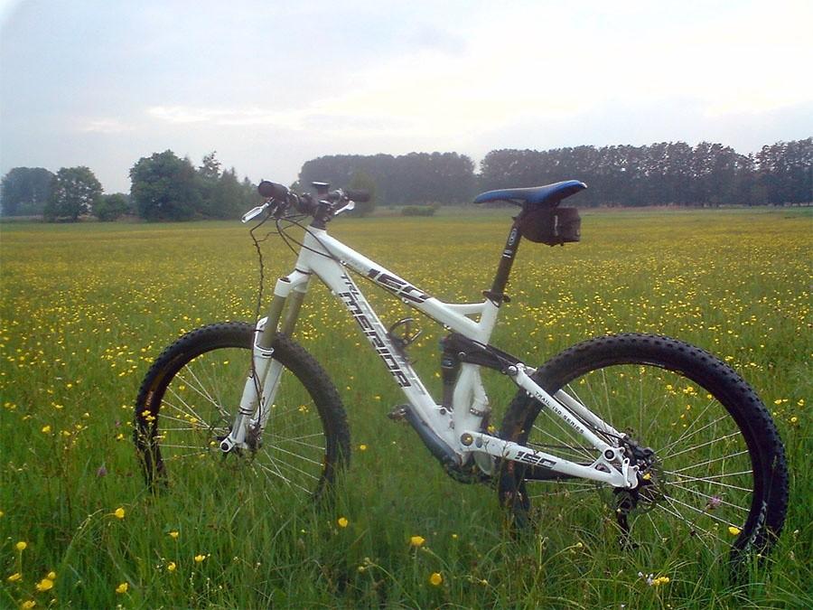 Meridka na łące