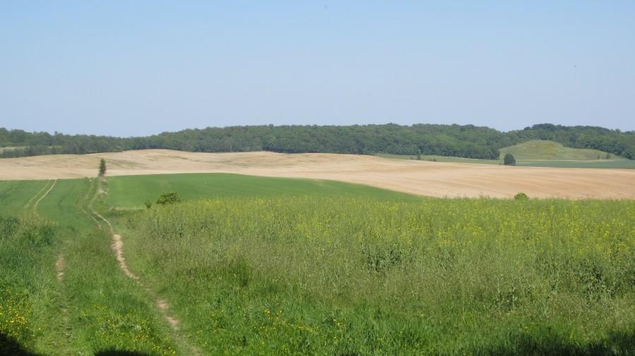 Widok z Kowalskiej Góry
