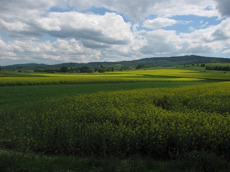 rzepaki przed Rymanowem