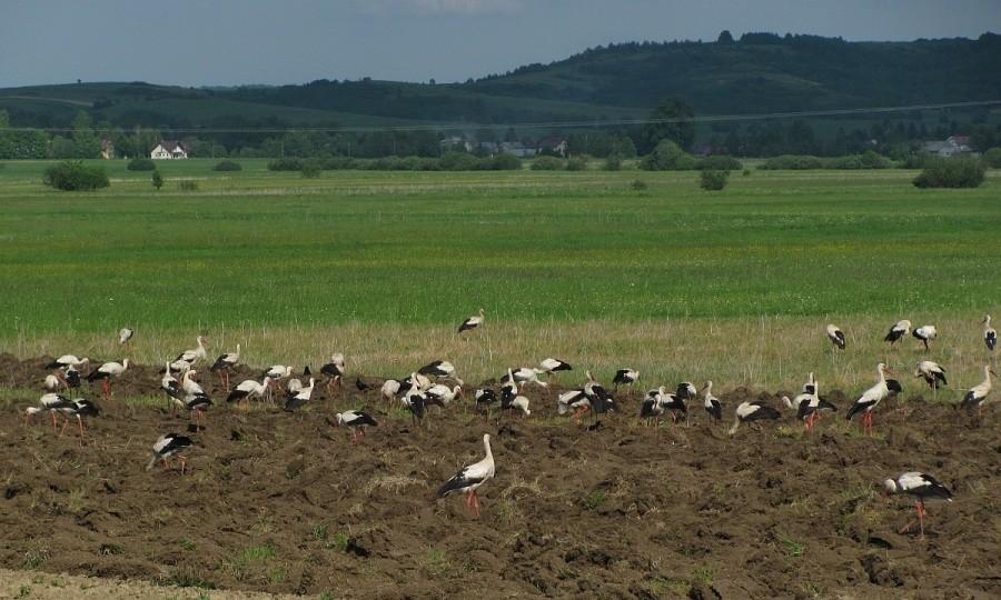 Gdzie rodzi się najwięcej dzieci?? Na Podkarpaciu!!!