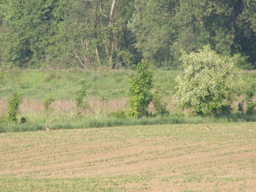 Zające na polu