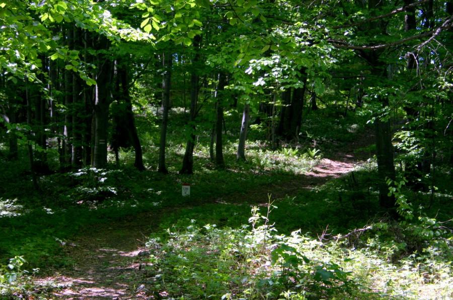 Singletrack ze cerytfikatem jakości Pawła :)
