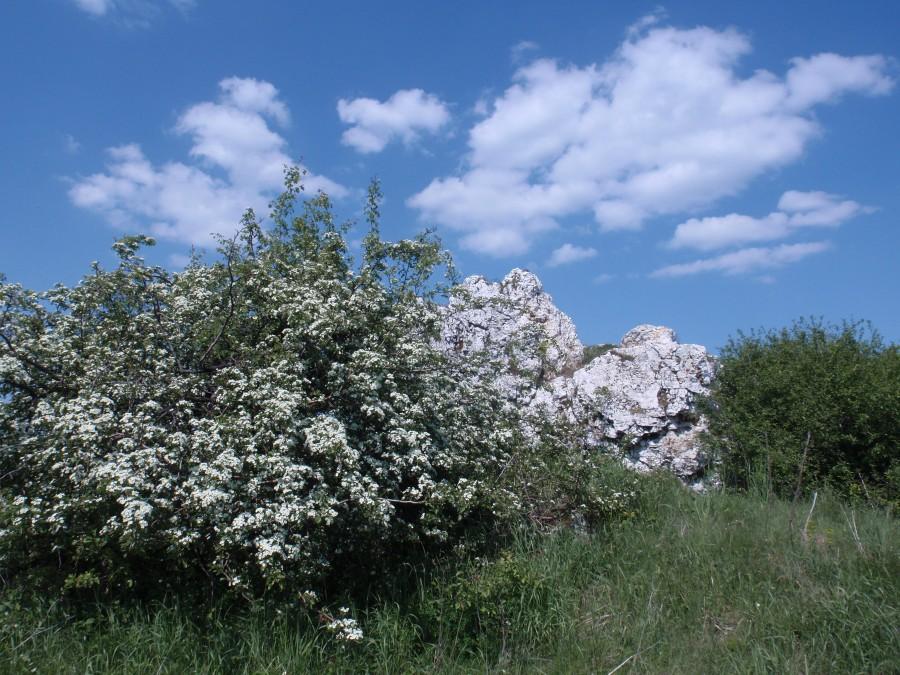 Kwitnące głogi i skałki na Parchowatce
