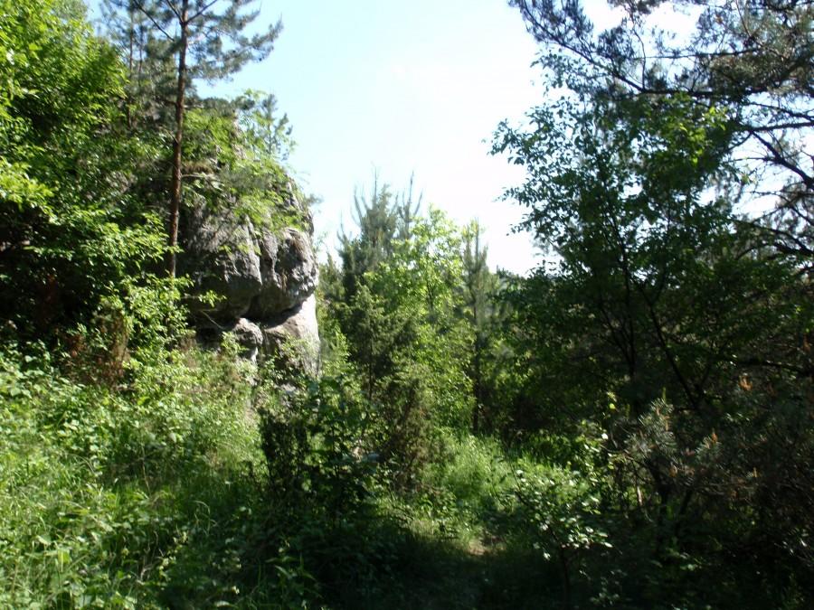 Skała wśród zarośli