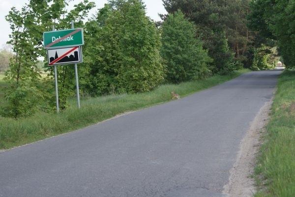 zając kica :)