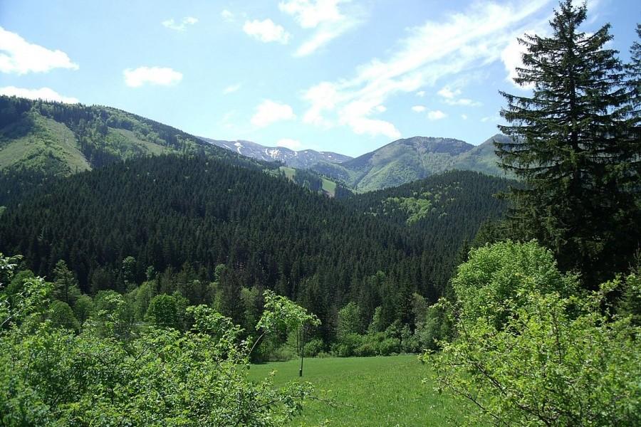 Widoczek