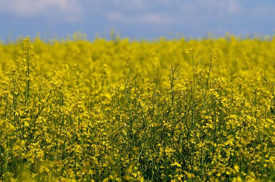 Rzepakowe pole - jeden z ulubionych moich wiosennych tematów