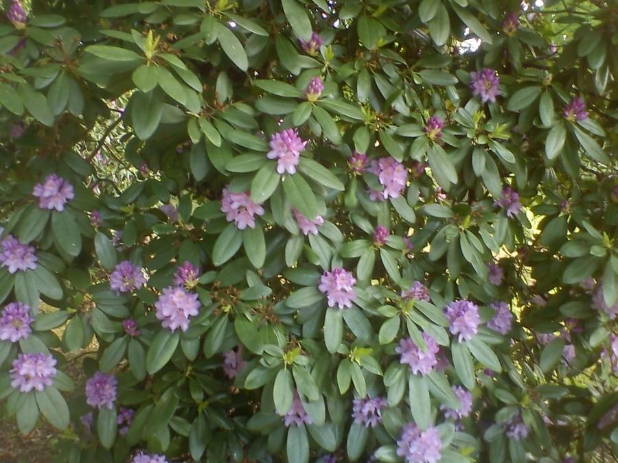 Rododendron w Kochicach