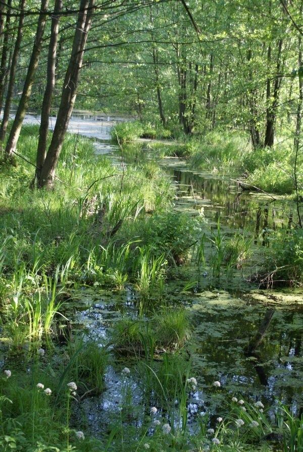 mokro