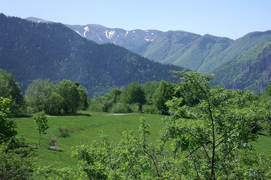 Widoczek