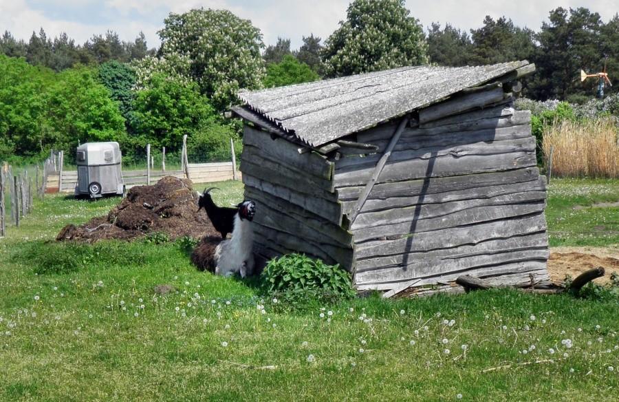 Zwierzętom też gorąco i chętnie korzystają z cienia.