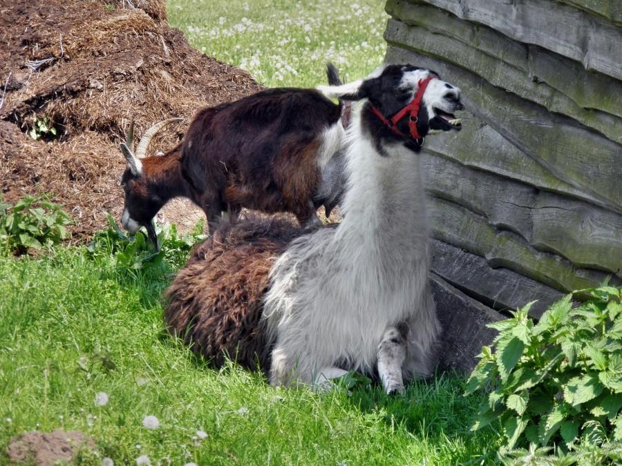 No to lama nieco bliżej - uff, jak gorąco !