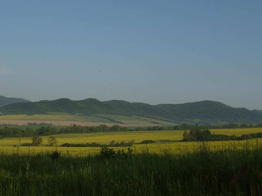 rzepak pod górami