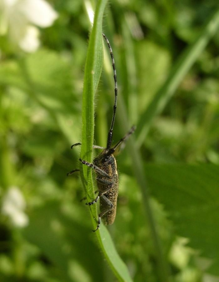Agapanthia villosoviridescens
