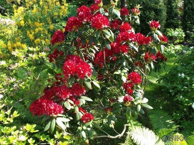 Ogród botaniczny w Bujakowie