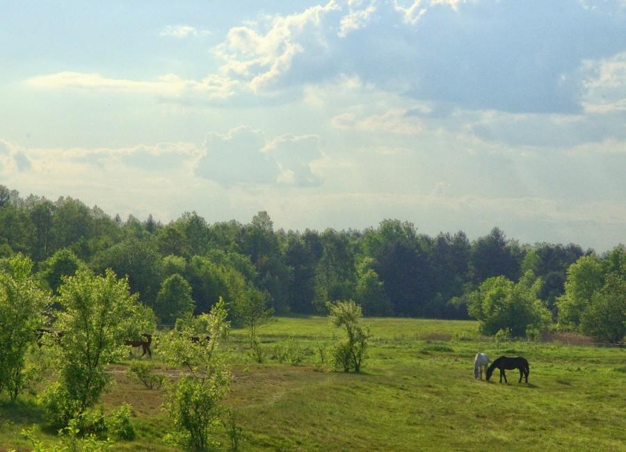 Wieczorowa porą